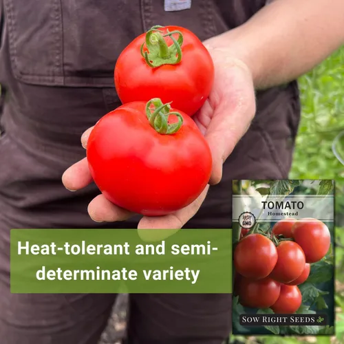 Vista 3 de Sow Right Seeds - Semillas de tomate Homestead para plantar - Paquete de reliquia sin OMG con instrucciones para plantar un huerto casero - Variedad