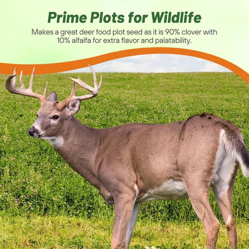 Vista 6 de Outsidepride - Semillas Clover King para parcelas de comida de ciervos y vida silvestre, 5 lb