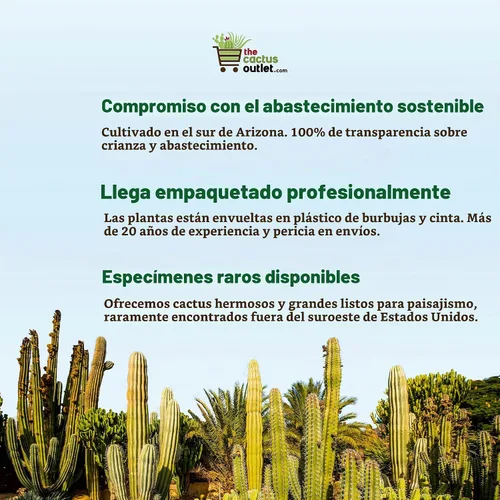 Vista 5 de Cactus Outlet- Planta de Cactus Barril Dorado - Plantas de Cactus Vivas - Plantas de Cactus Barril Vivas - 1 Galón - Plantas de Cactus Barril Listas