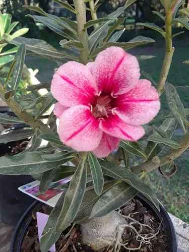 Vista 3 de Rosa del desierto Rojo Adenium obesum Olla de 2