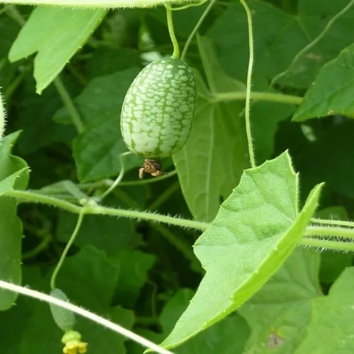 Vista 4 de Cucamelon Seeds - Paquete de 35 semillas de pepinillo agrio mexicano, melón de ratón, 35 semillas