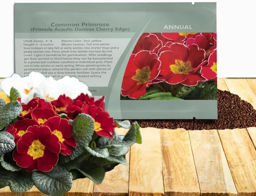 Vista 10 de Outsidepride 25 semillas anuales Primula común Primrose Burgundy Semillas de flores bicolor para plantar