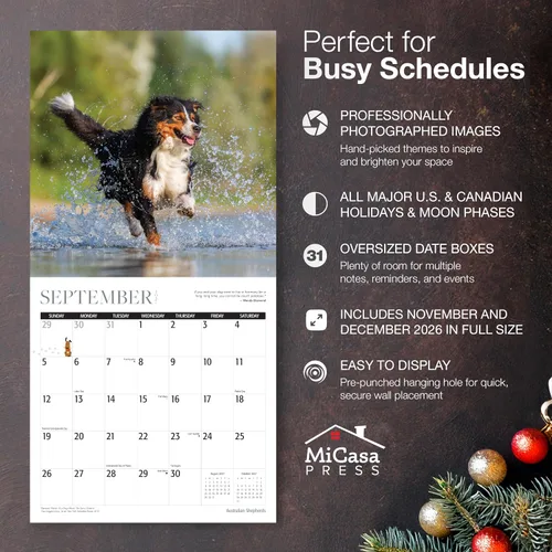 Vista 2 de MICASA PRESS Calendario de pared de Australian Shepherds Aussies 2027 02 - Pastores australianos
