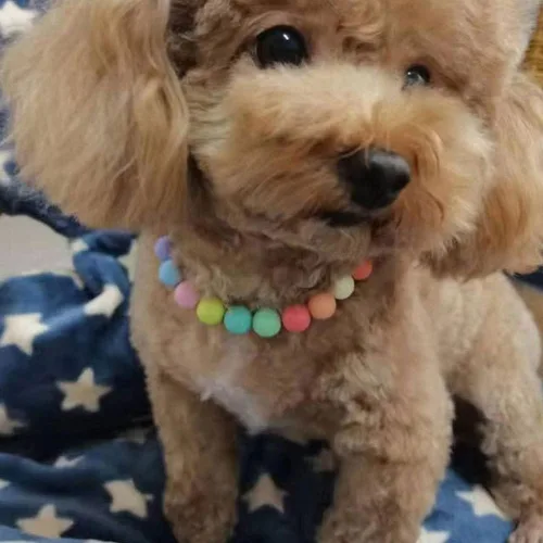 Vista 3 de Joyería para mascotas, collar de perlas de color caramelo, lindo collar de peluche Jewelryc Chihuahua York Girl Ropa Accesorios de vestir