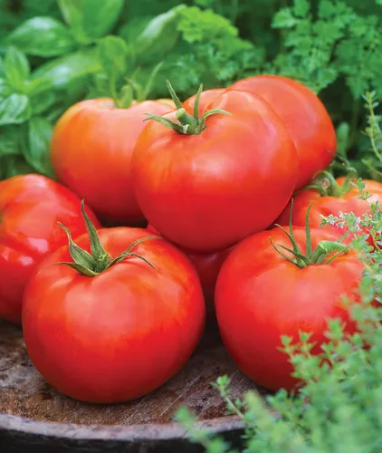 Vista 8 de Burpee 'Better Boy' - Semillas de tomate híbridas, gran variedad de tomate rojo en rodajas, 30 semillas de vegetales sin OMG para plantar, tomate