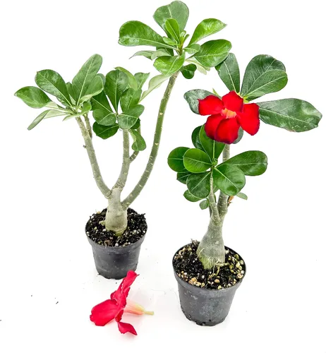 Vista 2 de ragnaroc Suculentas vivas – Rosa del desierto Adenium Obesum 15-25 cm de altura en maceta de 10 cm - 1 unidad - El color al florecer puede ser rosa