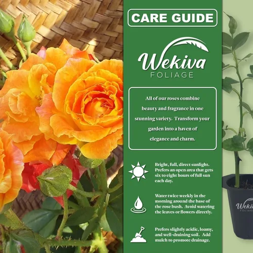 Vista 2 de Pinata Rose Bush - 1 planta de inicio vivo - Rosa Floribunda bellamente fragante - Una belleza versátil con grandes flores