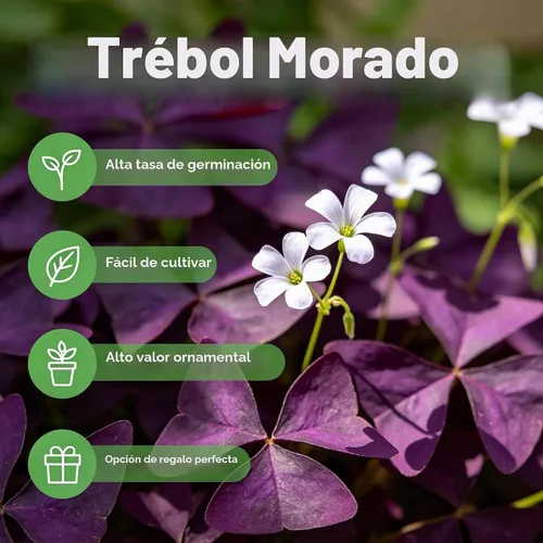 Vista 5 de Oxalis Triangularis, 10 bombillas de trébol morado, flores para el hogar, jardín, interior y exterior, fácil cuidado