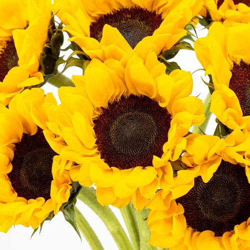 Vista 4 de Racimo de 7 girasoles amarillos