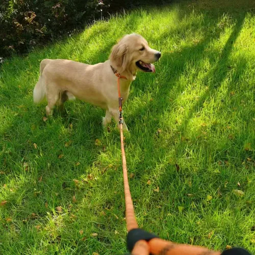 Vista 9 de MayPaw Collar ajustable de cuerda de nailon para entrenamiento de perros, collares de perro Martingala redondos sin tirones para perros pequeños