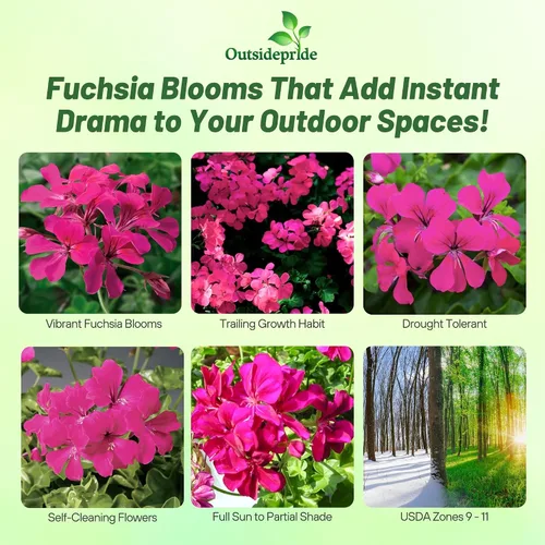 Vista 2 de Outsidepride 20 semillas perenne fucsia hiedra hoja geranio flor semilla para plantar
