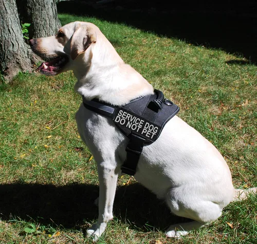 Vista 6 de Doggie Stylz El chaleco de arnés para perro de servicio viene con 2 parches reflectantes extraíbles para perros de servicio, no mascotas; mide al