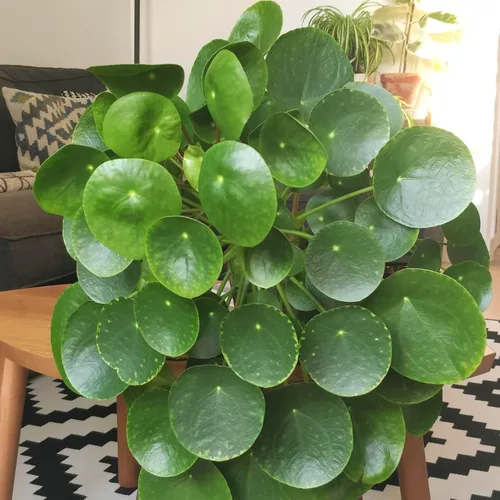 Vista 2 de Conjunto de 6 plantas de Pilea Peperomioides vivas, plantas vivas de Pilea Peperomioides, de 3 a 5 pulgadas de largo, plantas de dinero vivas