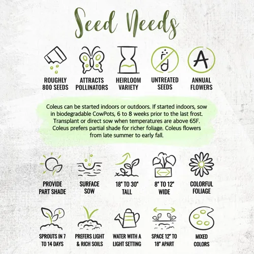 Vista 8 de Seed Needs - Semillas de cretonas, mezcla arcoíris (Coleus blumei), 2 paquetes de 800 semillas cada uno