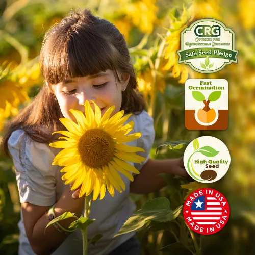 Vista 4 de Mezcla de semillas de flores silvestres de girasol, 1 oz, paquetes de mezcla de semillas de flores silvestres de polinización abierta, sin OMG, sin