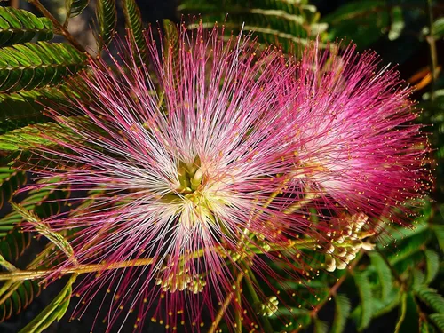 Vista 6 de 20 semillas de árbol bonsái Albizia Julibrissin Mimosa para plantar Semillas de árbol de seda rosa persa Árbol bonsái de floración ornamental