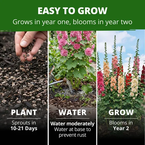 Vista 349 de HOME GROWN Semillas de Hollyhock de doble mezcla de Chater, 200 semillas