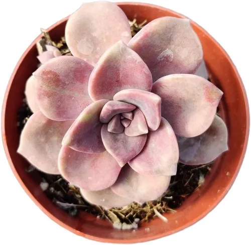 Vista 2 de Plantas de cactus suculentas vivas de USKC (maceta de 4 pulgadas) (Graptopetalum Purple Delight)