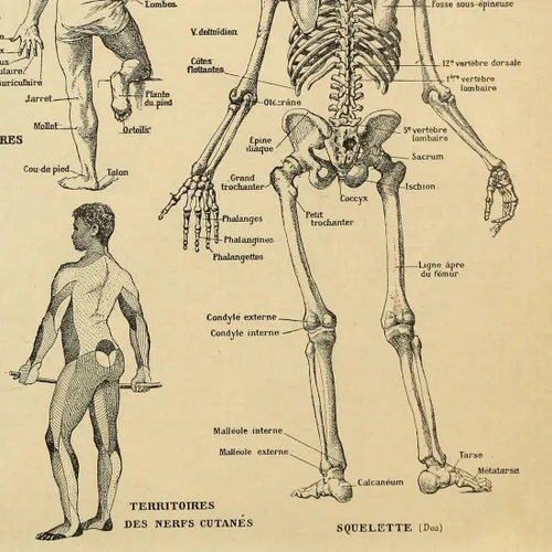 Vista 4 de Meishe Art Póster impreso anatomía humana, esqueleto, diagrama de huesos antiguos, diseño de medicina, retro, vintage, biología médica, sistema