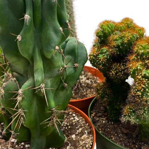 Vista 4 de BubbleBlooms Juego de 3 macetas surtidas de cactus de 6 pulgadas