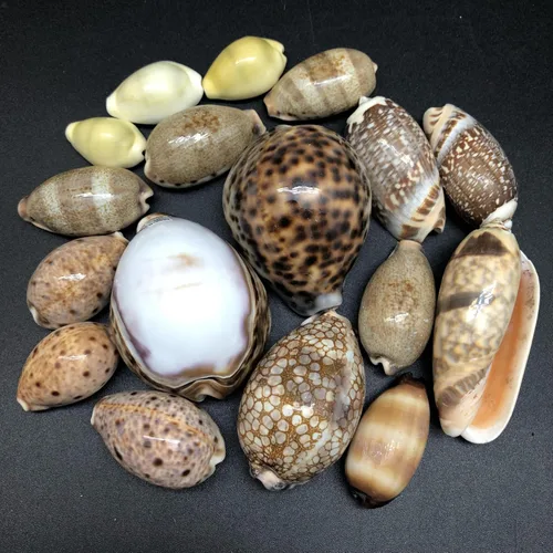 Vista 9 de PEPPERLONELY 5 conchas marinas de tigre cowrie pulidas, 2-1/2 pulgadas ~ 3-1/4 pulgadas