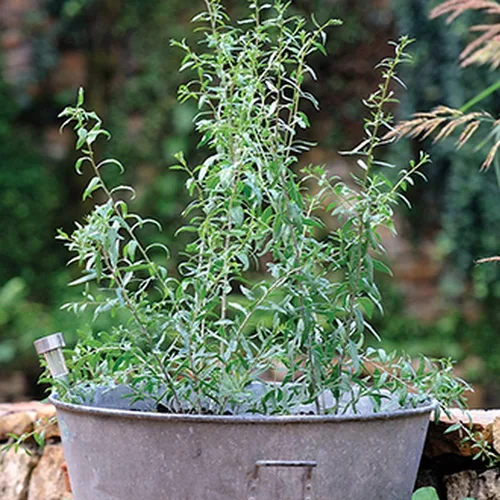 Vista 7 de Goji Berry 50 Semillas – Lycium Chinense/Lycium Barbarum, planta de Wolfberry china, súper fruta perenne sin OMG, semillas de bayas de Goji fáciles