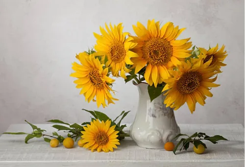 Vista 3 de 500 semillas de girasol mixtas para plantar, semillas de girasol tradicionales sin OMG de alta calidad para plantar en jardines y paisajismo, mejora