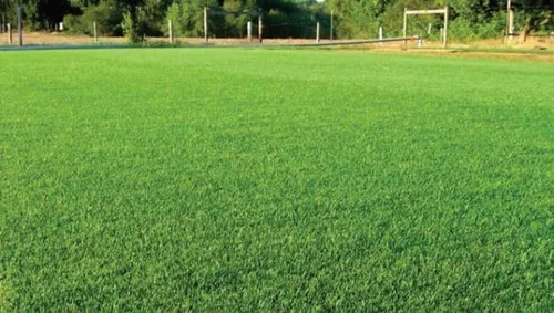 Vista 2 de Kentucky 31 semillas altas de hierba de festuca, paquete de semillas puras
