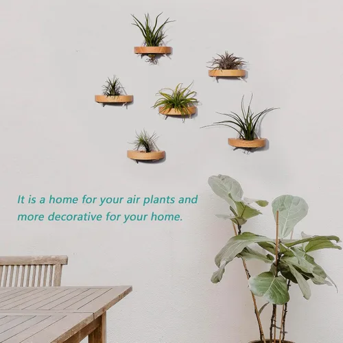 Vista 5 de soporte para plantas de aire, pequeño soporte de exhibición para plantas de aire. Montaje en pared para ahorrar espacio, decoración de pared.