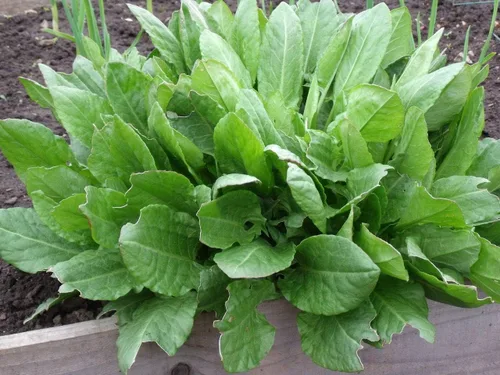 Vista 5 de Semillas Odessa Acedera Broadleaf 45 Días Vegetales sin OMG para plantar 2000 semillas