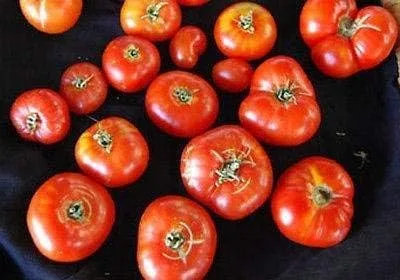 Vista 2 de Tomate Pantano Romanesco - reliquia romana - Muy y delicioso (10 - Semillas)