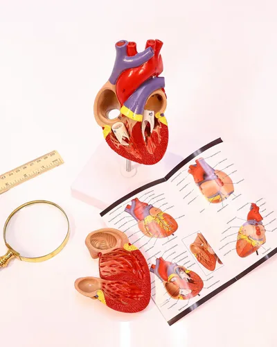 Vista 9 de Modelo de corazón humano de tamaño real de Axis Scientific, diseño magnético de 2 partes con 34 estructuras internas claramente rotuladas, montado
