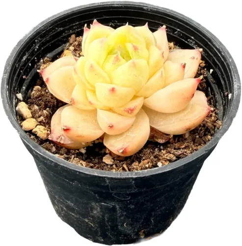 Vista 11 de Plantas suculentas vivas de 2 pulgadas, cactus con cono de pino, mini suculentas en maceta, planta de interior de fácil cuidado, regalos únicos