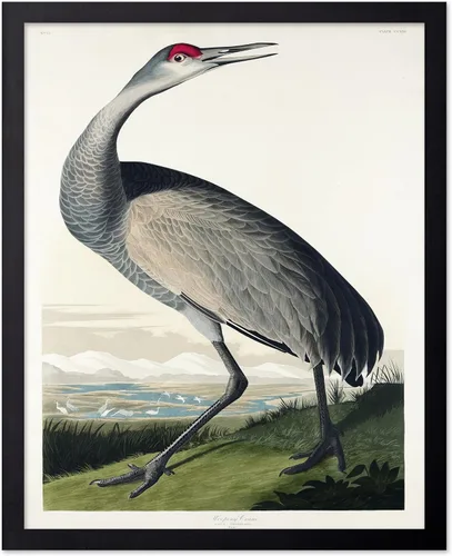 Vista 122 de Poster Master Póster vintage de James Audubon – Impresión retro de amargo americano – Arte de aves de América – Regalo para hombres, mujeres