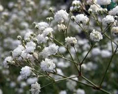 Vista 2 de Baby's Breath 100 semillas recién cosechadas, hermosas flores como la nieve