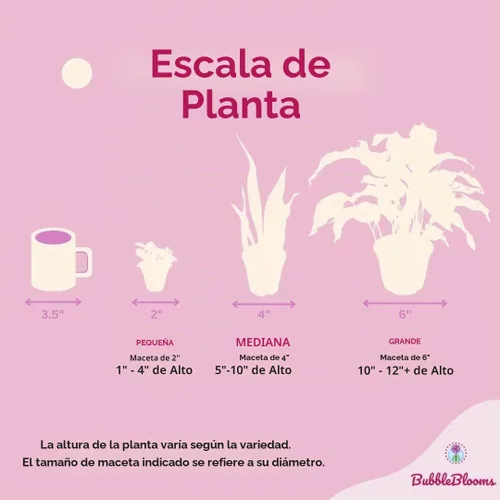 Vista 7 de BubbleBlooms Dracaena Tornado - Planta de interior rara Fragrans Twisted de 4 pulgadas