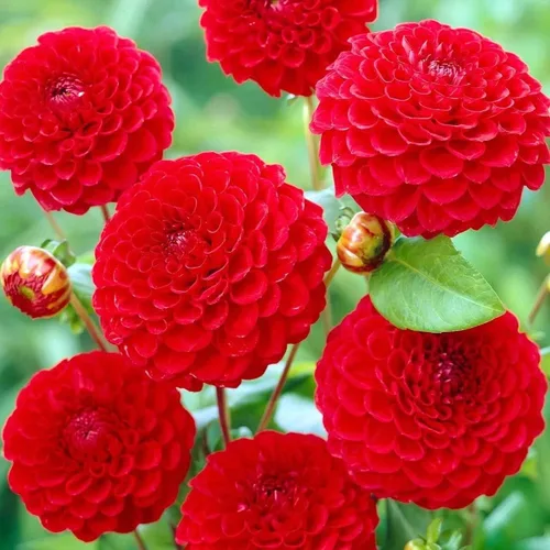 Vista 2 de Semillas Dahlia Pompon Mix - Orgánico