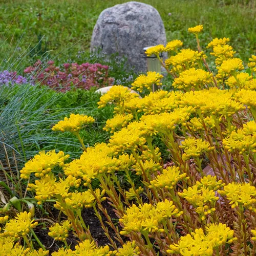 Vista 7 de Outsidepride Ellacombianum Sedum Seeds - 1000 semillas perennes de cobertura del suelo para plantar, plantas suculentas resistentes al frío