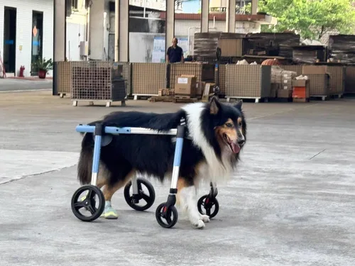 Vista 7 de Silla de ruedas para perros para las 4 patas, carrito de movilidad de mascotas de aluminio, el ajuste de botón es conveniente y rápido, utiliza