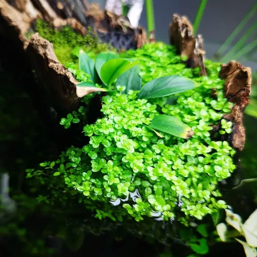 Vista 4 de Hemianthus Callitrichoides Cultivo de tejidos US Farm Live Aquarium Plants Midground para decoración de peceras