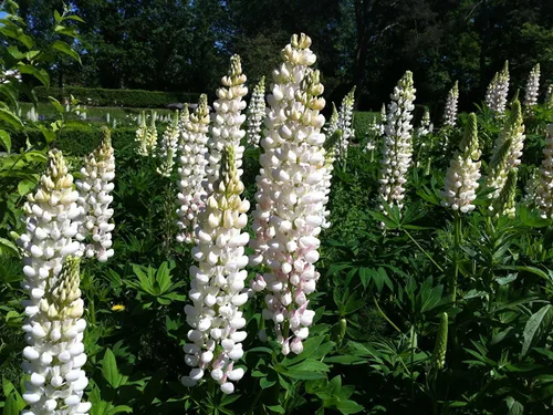 Vista 4 de Semillas Lupin Blanco (científicamente conocido: Lupinus Albus) Flores gigantes perennes para plantar