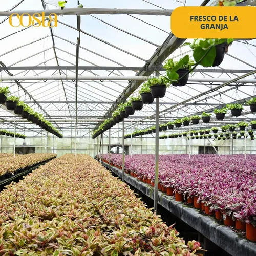 Vista 6 de Costa Farms Mini suculentas, planta de interior viva, fácil cuidado Cesta colgante maceta suculenta