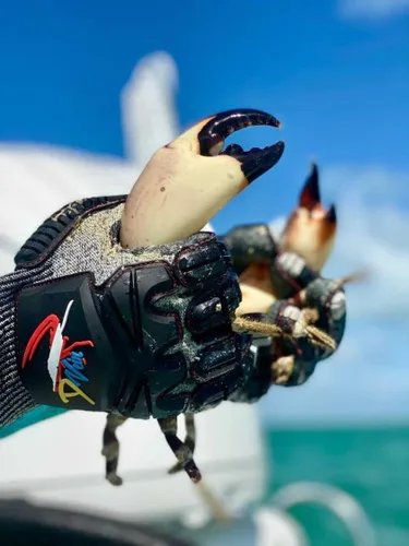 Vista 6 de D Vein Guantes de langosta para buceo Kevlar Pesca Submarina Guante de buceo Resistente a pinchazos