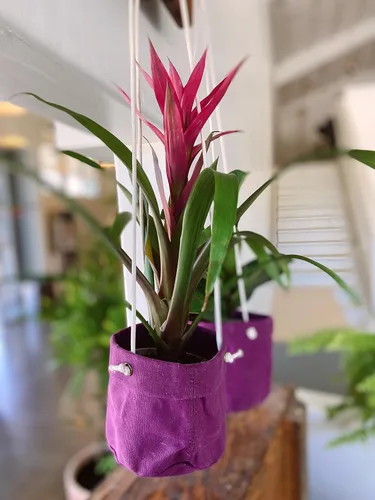 Vista 3 de Caldo Dos perchas para plantas, perfectas para decoración de interiores o exteriores (morado)