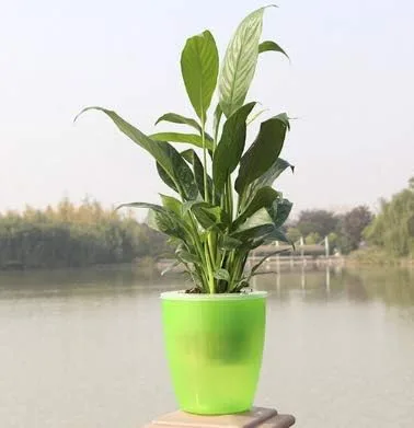 Vista 2 de Macetero de plástico, macetas de orquídeas con agujeros de malla de orquídea maceta de 4 3/8 pulgadas para decoración del hogar, 3 cestas interiores