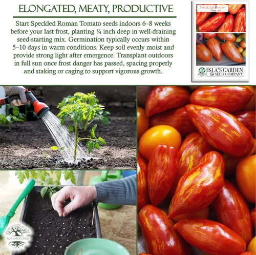 Vista 5 de Semillas de tomate romano moteadas (Lycopersicon lycopersicum) – Más de 100 semillas tradicionales sin OMG de Isla's Garden Seeds, pasta a rayas