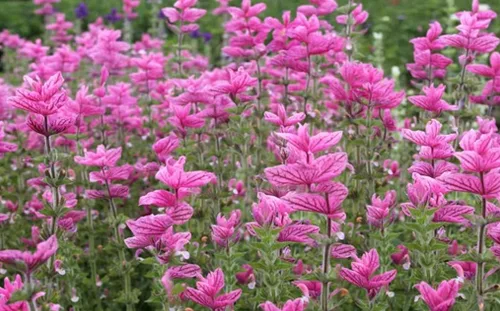 Vista 2 de 100 semillas de domingo rosa salvia clara flor fragante salvia horminum semillas