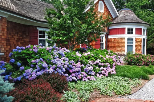 Vista 6 de Más de 100 semillas de hortensias mixtas para plantar Macrophylla Bola de nieve gigante Bonsái Hortensia Arbusto de rápido crecimiento