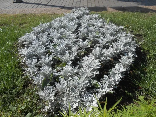 Vista 3 de Semillas Dusty Miller Silver Groundsel Silver Dust Cineraria Flores perennes Planta inusual