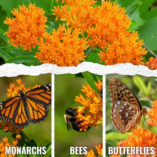 Vista 2 de Seed Needs Semillas de algodoncillo de mariposa naranja para mariposas monarca, 1 paquete